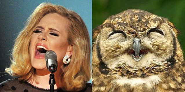 Ünlüler kuş olsalar