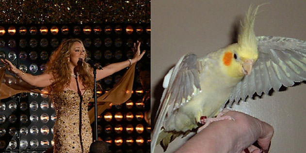 Ünlüler kuş olsalar