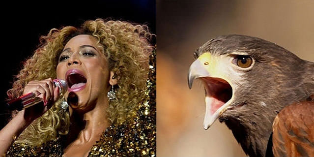 Ünlüler kuş olsalar