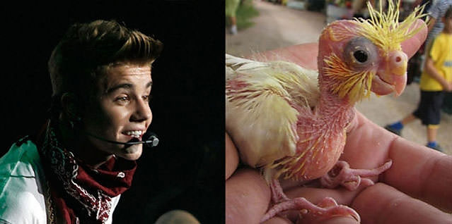 Ünlüler kuş olsalar