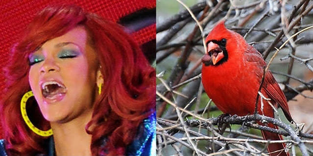 Ünlüler kuş olsalar