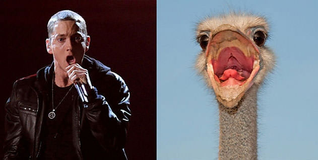 Ünlüler kuş olsalar