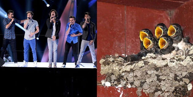 Ünlüler kuş olsalar