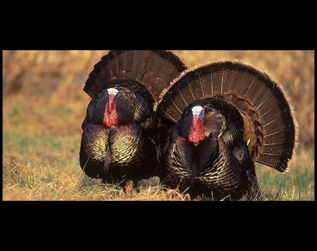 Geçmişteki en ilginç deneyler