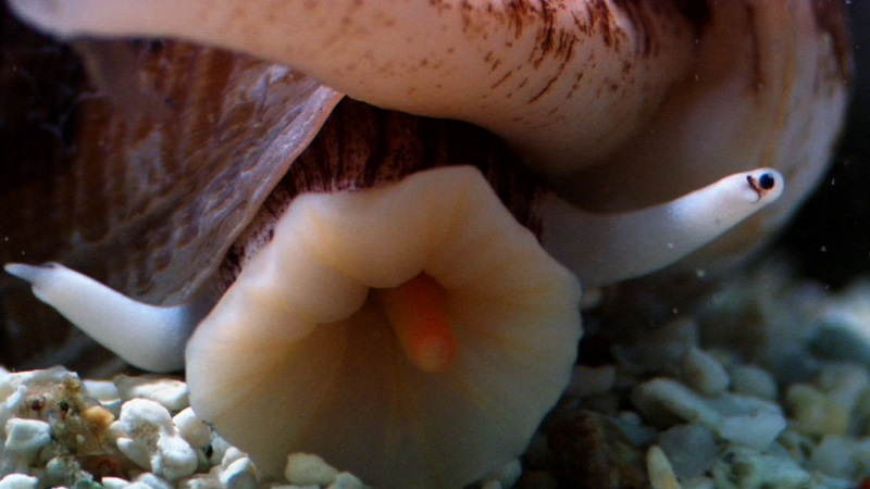 Hakkında çok şey bilinmeyen tehlikeli hayvanlar