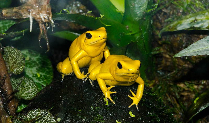 Hakkında çok şey bilinmeyen tehlikeli hayvanlar