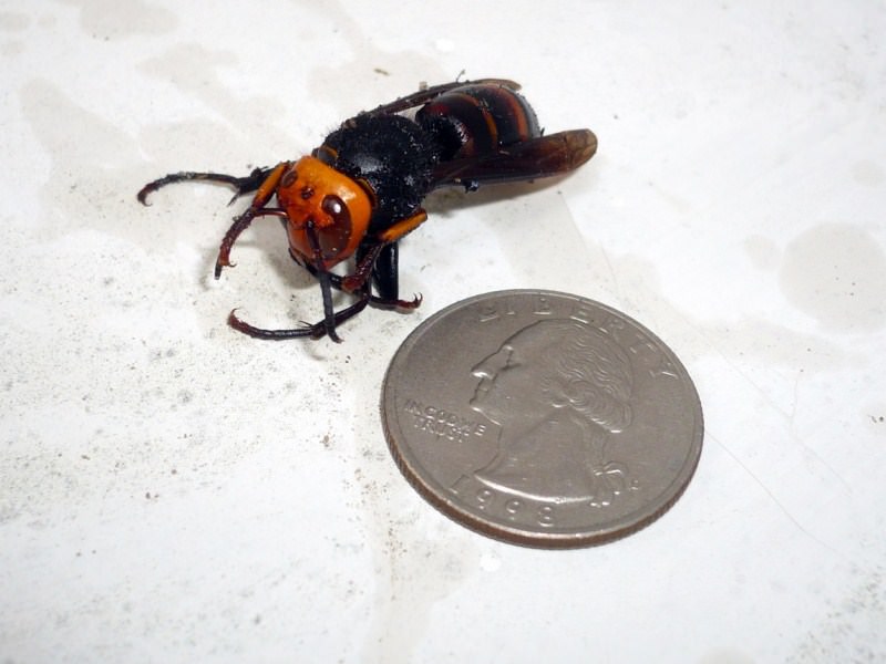 Hakkında çok şey bilinmeyen tehlikeli hayvanlar