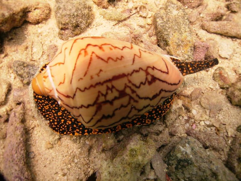 Hakkında çok şey bilinmeyen tehlikeli hayvanlar