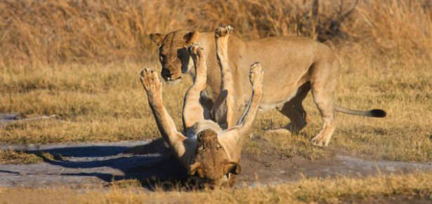 Böyle olur kralların kavgası