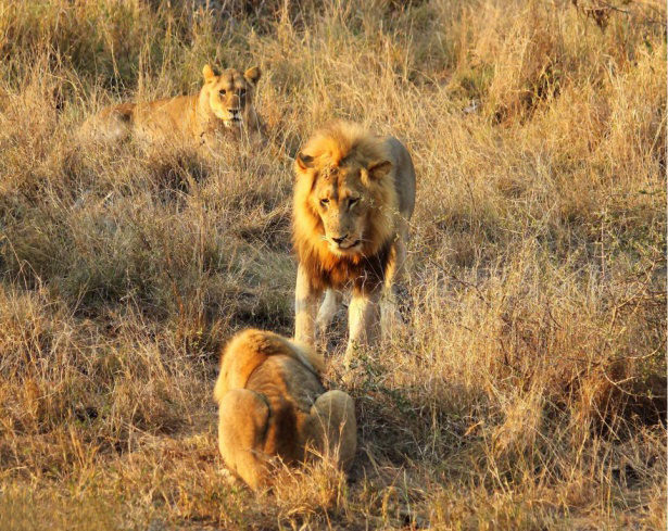 Böyle olur kralların kavgası