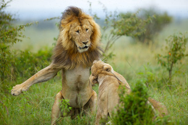 Böyle olur kralların kavgası