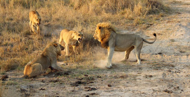 Böyle olur kralların kavgası
