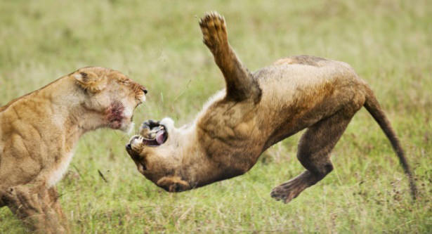 Böyle olur kralların kavgası
