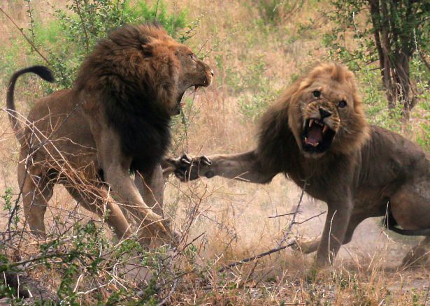 Böyle olur kralların kavgası