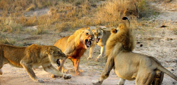 Böyle olur kralların kavgası