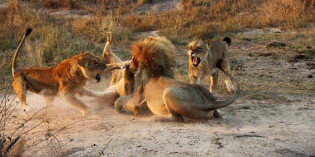 Böyle olur kralların kavgası