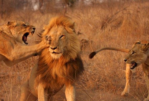 Böyle olur kralların kavgası