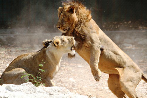 Böyle olur kralların kavgası