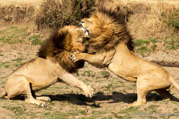 Böyle olur kralların kavgası