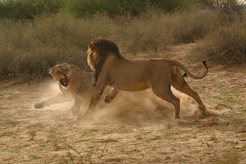 Böyle olur kralların kavgası