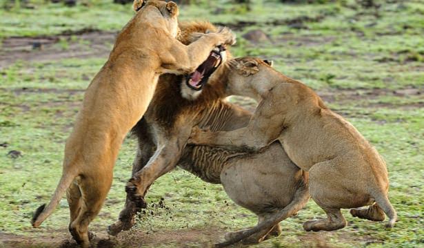 Böyle olur kralların kavgası