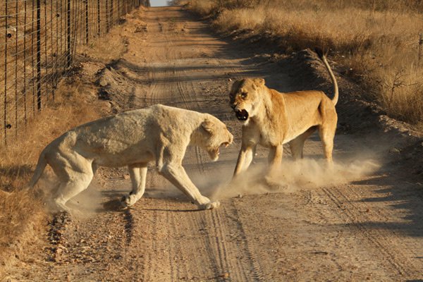 Böyle olur kralların kavgası