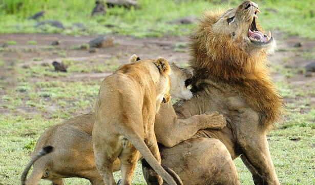 Böyle olur kralların kavgası