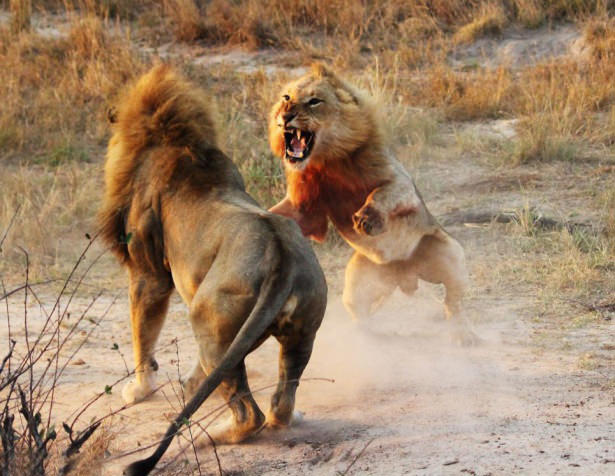 Böyle olur kralların kavgası