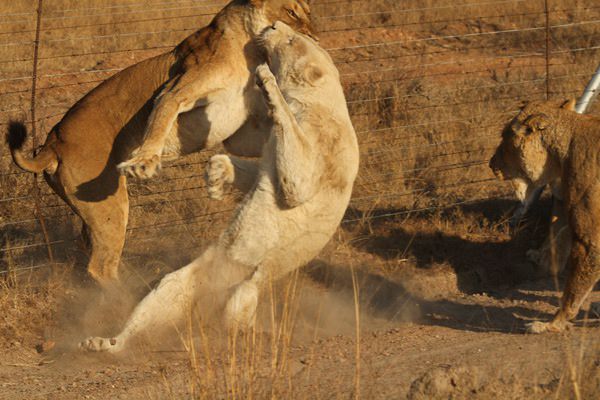 Böyle olur kralların kavgası
