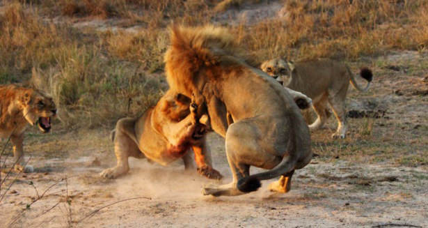 Böyle olur kralların kavgası
