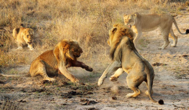 Böyle olur kralların kavgası