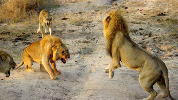 Böyle olur kralların kavgası