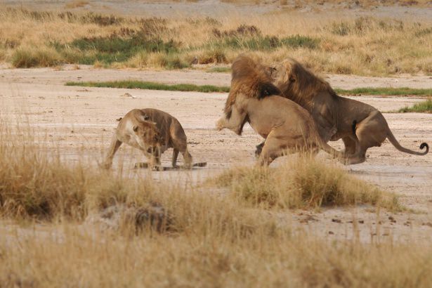 Böyle olur kralların kavgası