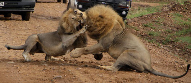 Böyle olur kralların kavgası