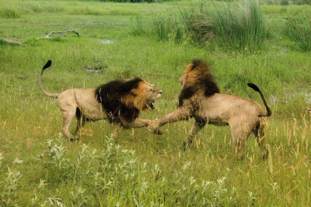 Böyle olur kralların kavgası