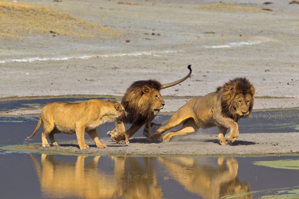 Böyle olur kralların kavgası