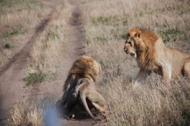 Böyle olur kralların kavgası