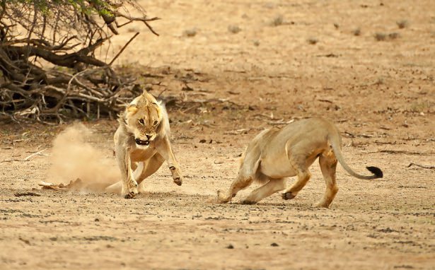 Böyle olur kralların kavgası