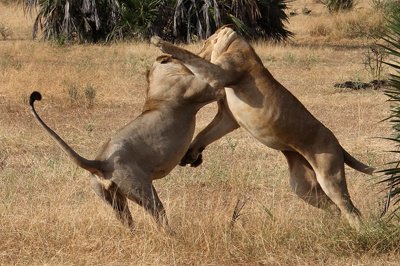 Böyle olur kralların kavgası