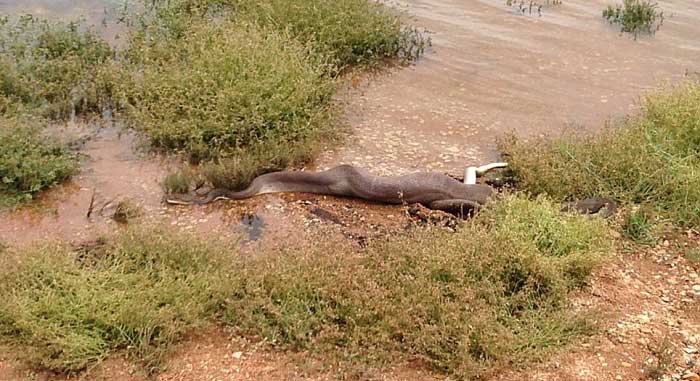 Ölüm kalım savaşı