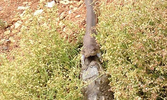 Ölüm kalım savaşı