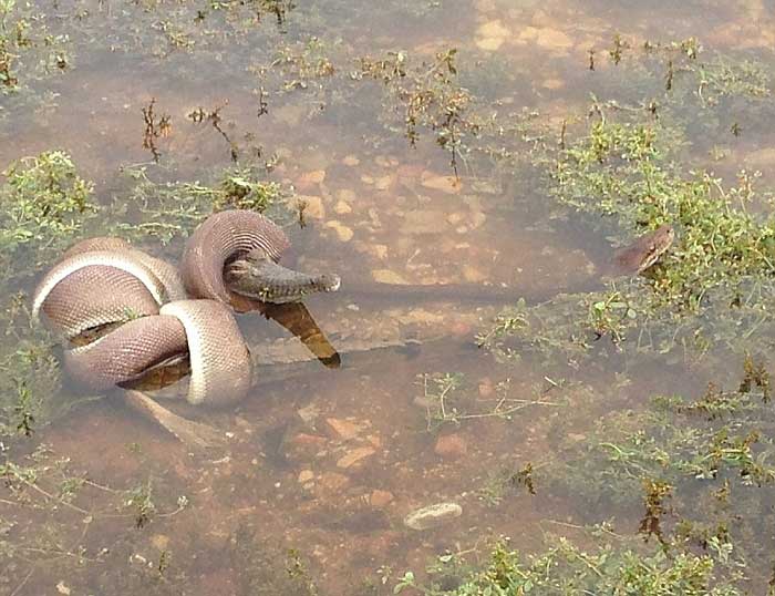 Ölüm kalım savaşı