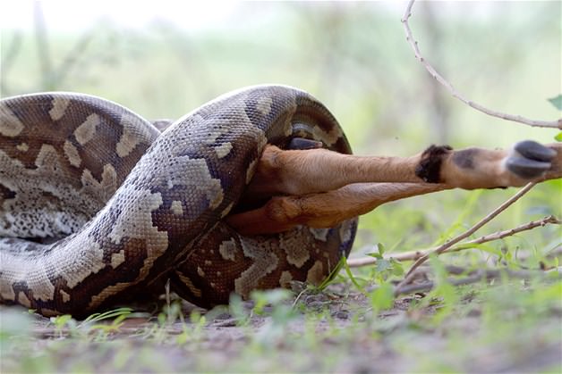 Piton tek lokmada yuttu