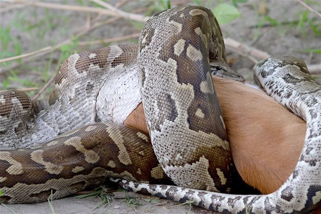 Piton tek lokmada yuttu