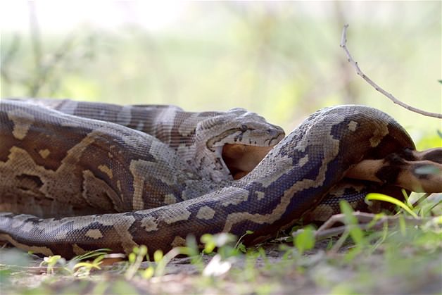 Piton tek lokmada yuttu