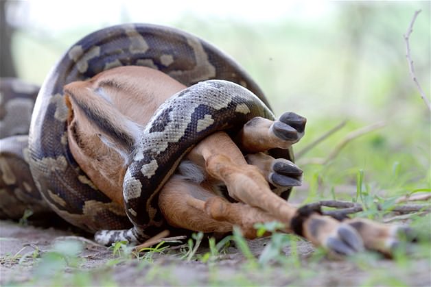 Piton tek lokmada yuttu
