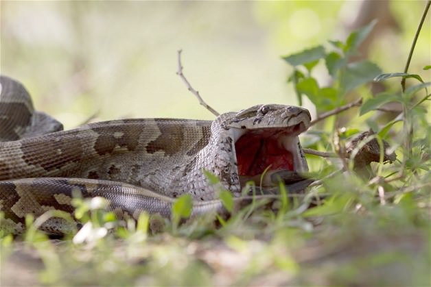 Piton tek lokmada yuttu