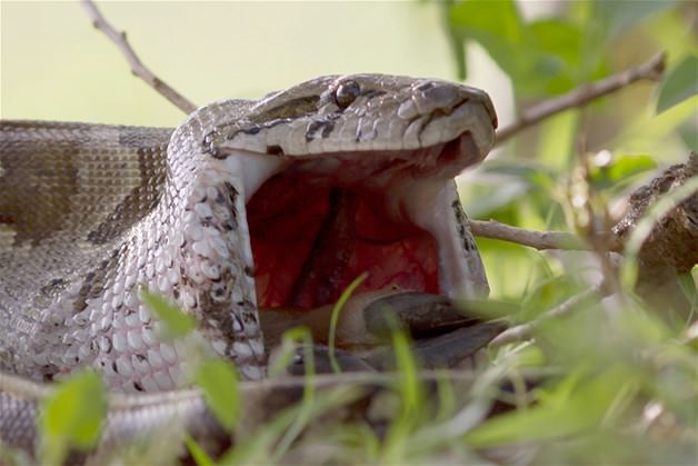 Piton tek lokmada yuttu