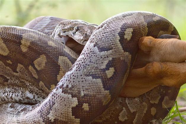 Piton tek lokmada yuttu