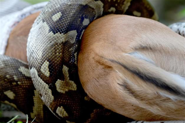 Piton tek lokmada yuttu